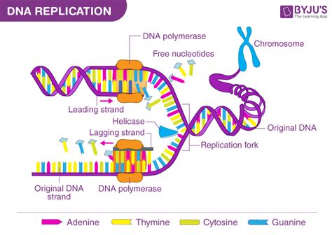 Molecular mechanism of DNA replication .
